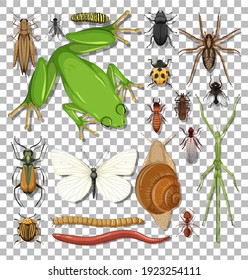 Set of different insects on transparent background illustration