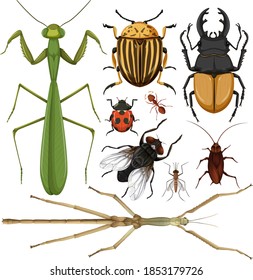 Set of different insects on white background illustration