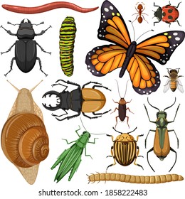 Set of different insects on white background illustration