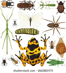 Set of different insects on white background illustration