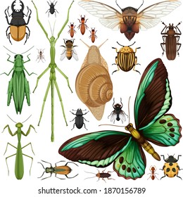 Set of different insects on white background illustration