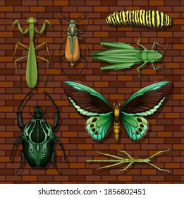 Set of different insects on wooden wallpaper background illustration