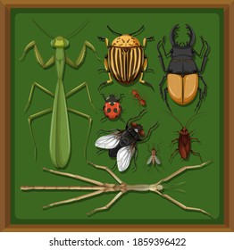 Set of different insects in wooden frame background illustration