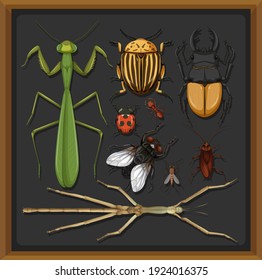 Set of different insects in wooden frame background illustration
