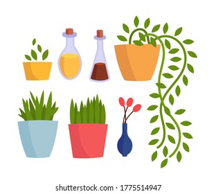 Set with different interior decor. Home flowers, decorative bottles, vase with red flowers. Vector cartoon flat illustration isolated on white background.