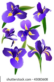 Set of different irises