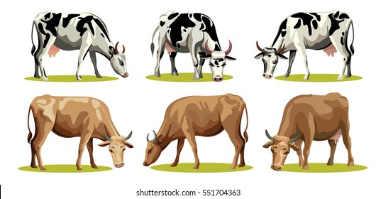 Set of different isolated cows on a white background. Farm animal vector illustration.  
