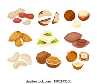 Set of different kind of nuts almond, walnut, cashew, pecan, peanut, pistachio, macadamia,Brazil nut, hazelnut. Vector illustration isolated on white background.