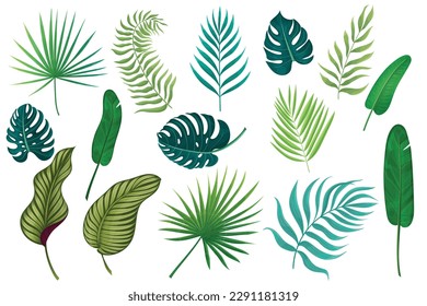 Set of different kind tropical exotic leaves, jungle plants.