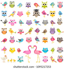 set of different kinds of birds