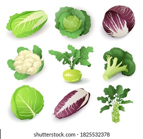 Set with different kinds of cabbage, isolated on white background. Cruciferous vegetables cartoon vector illustration collection.