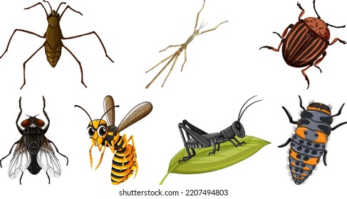 Set of different kinds of insects illustration