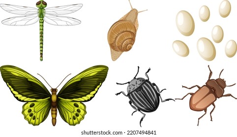 Set of different kinds of insects illustration