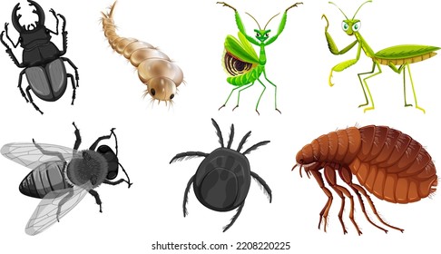 Ilustración de diferentes tipos de insectos