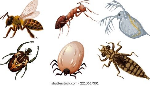 Set of different kinds of insects illustration