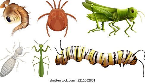 Set of different kinds of insects illustration