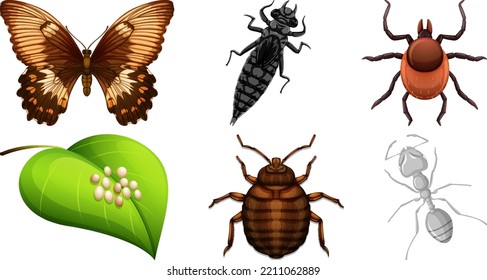 Set of different kinds of insects illustration