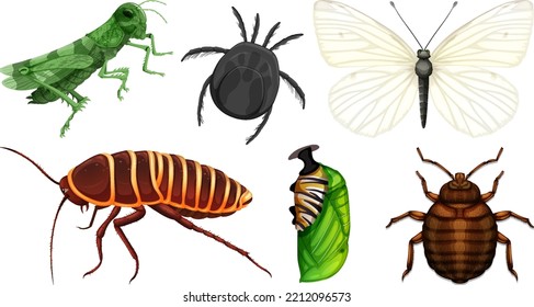 Ilustración de diferentes tipos de insectos