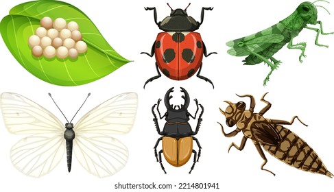 Ilustración de diferentes tipos de insectos