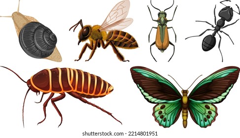 Ilustración de diferentes tipos de insectos