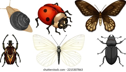 Set of different kinds of insects illustration