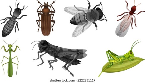 Set of different kinds of insects illustration
