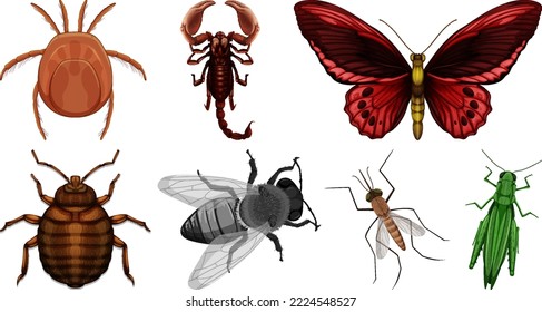 Ilustración de diferentes tipos de insectos