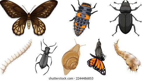 Set of different kinds of insects illustration