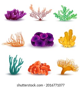 Set of different kinds of tropical coral reefs. Sea life elements. Vector illustration on a white background