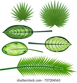 Set of different large green leaves of tropical plants on white background
