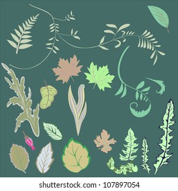 Set of different leafs