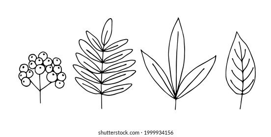 Set of different leaves, berry rowan. Deciduous trees. Simple hand-drawn vector drawing in black outline.