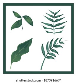 set of different leaves branch foliage nature icons vector illustration