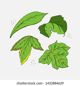 Set of different leaves. Collection of hand-drawn colorful vector illustrations. Vector graphic set.