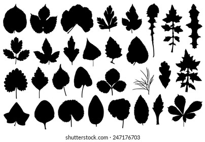 Set of different leaves isolated on white