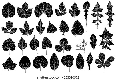 Set of different leaves isolated on white