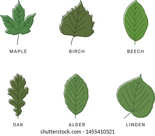 Overview Different Types Leaves Names Stock Photo 1361194025 | Shutterstock