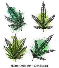 Set of different leaves of marijuana with hatching and watercolor splashes. The object is separate from the background. Vector engraving element for menus, articles, cards and your creativity