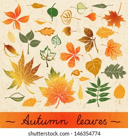 Set of different leaves on paper background.