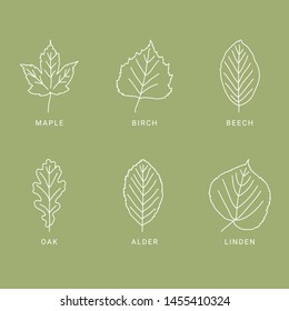 Set of different leaves, outline, maple, birch, beech, oak, alder, linden