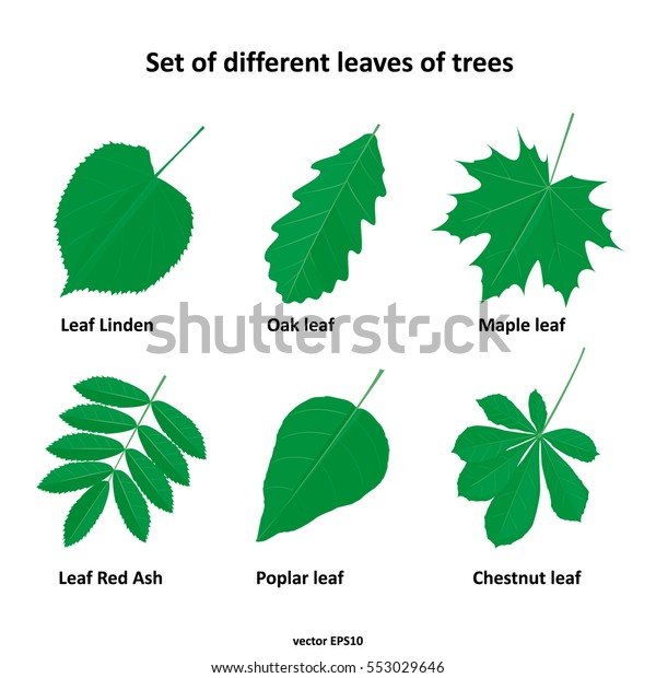 Set Different Leaves Trees Stock Vector (Royalty Free) 553029646