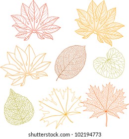 Set of different leaves. A vector illustration.