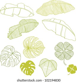 Set of different leaves. A vector illustration.