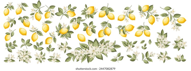 Set of different lemon branches on white background