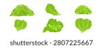 Set of different lettuce fresh cabbage. Leaves, shredded salad pile, stack. Realistic, detailed, colorful composition collection.