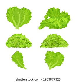 Set Of Different Lettuce Leaves, Shredded Pile Isolated On White Background. Realistic Flat Cartoon Style, Detailed, Colorful Composition Collection.