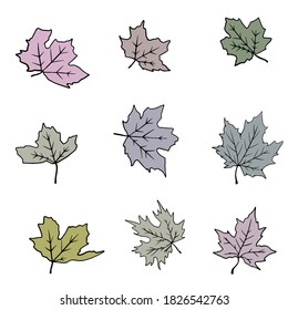 Set of different maple leaves. Autumn plants.