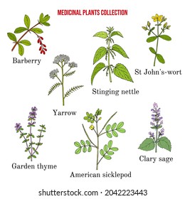 Set of different medicinal plants. Hand drawn botanical vector illustration