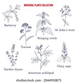 Set of different medicinal plants. Hand drawn botanical vector illustration