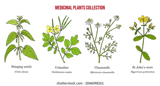 Set of different medicinal plants. Hand drawn botanical vector illustration